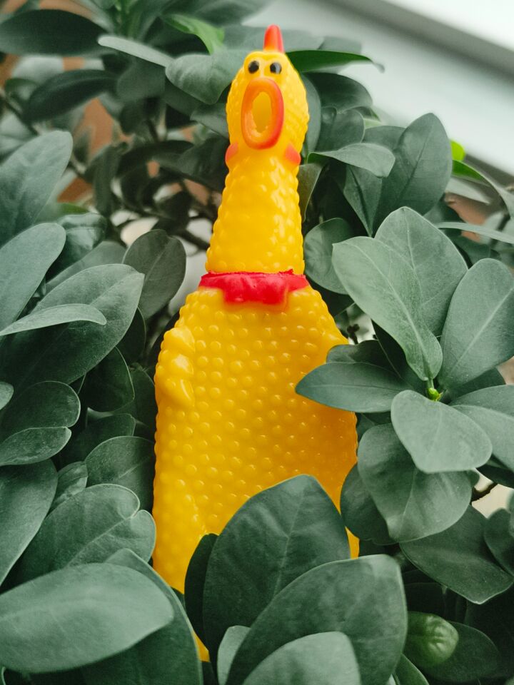 Büyük Petzoom Pet Park Köpek Tuvalet Eğitim Seti – Evcil Dostunuz İçin Hijyenik Çözüm 1 Adet Çığlık Atan Ördek 1 Adet Yıkanabilir Rulo Hediye